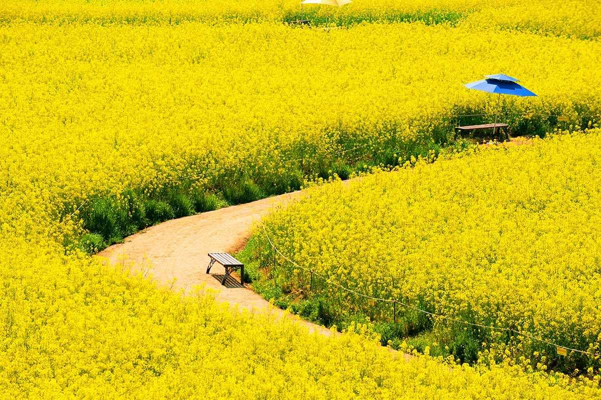 Jeollanam-do-rape-flower-Attraction-1.jpg