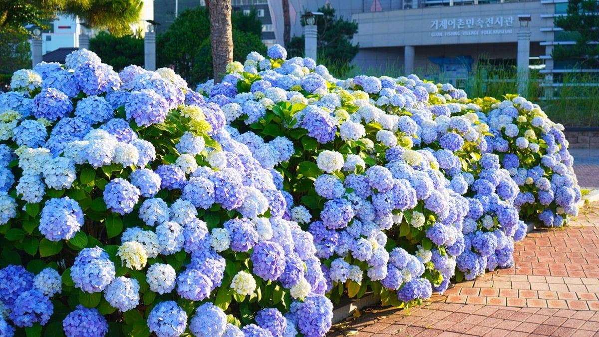 Geoje-Hydrangea-Famous-Place-3.jpg