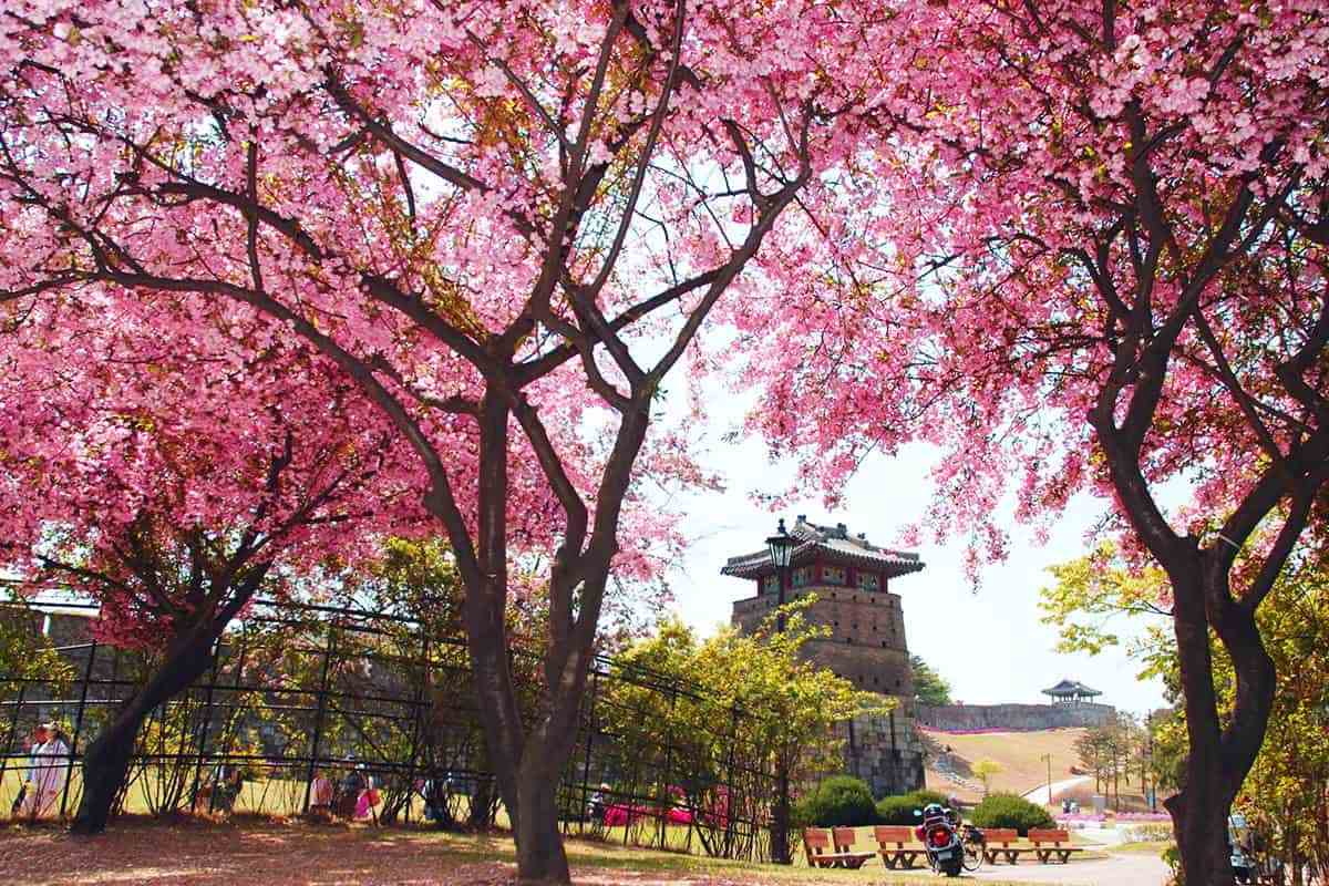 Suwon-spring-attractions4.jpg