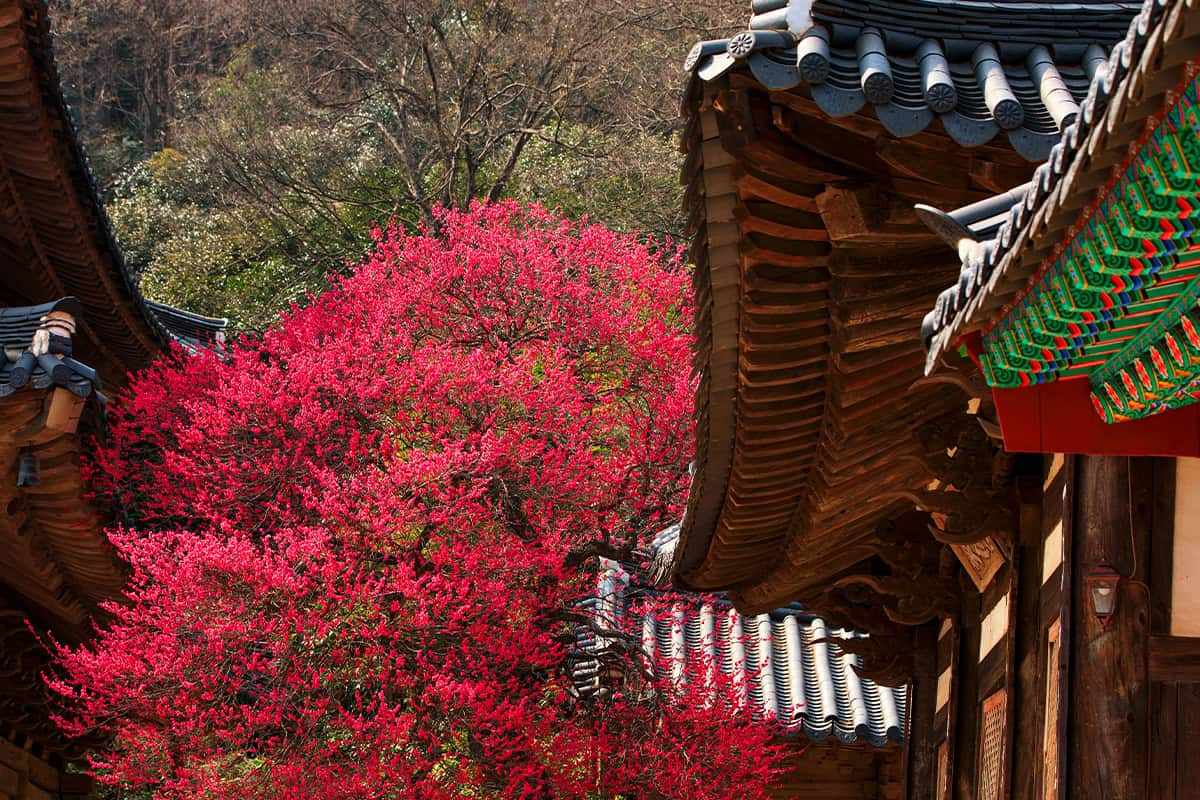 Koreas-top-three-red-plum-blossom-attractions1.jpg
