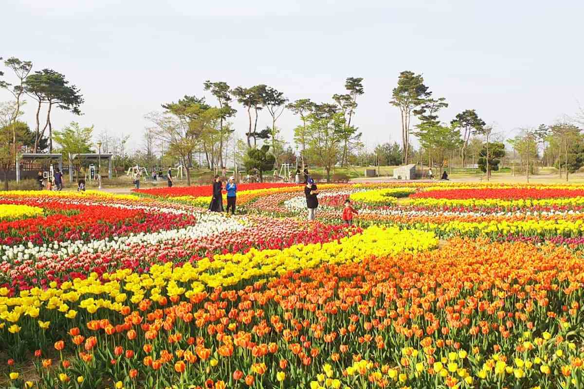 Cheongju-Munam-Ecological-Park4.jpg
