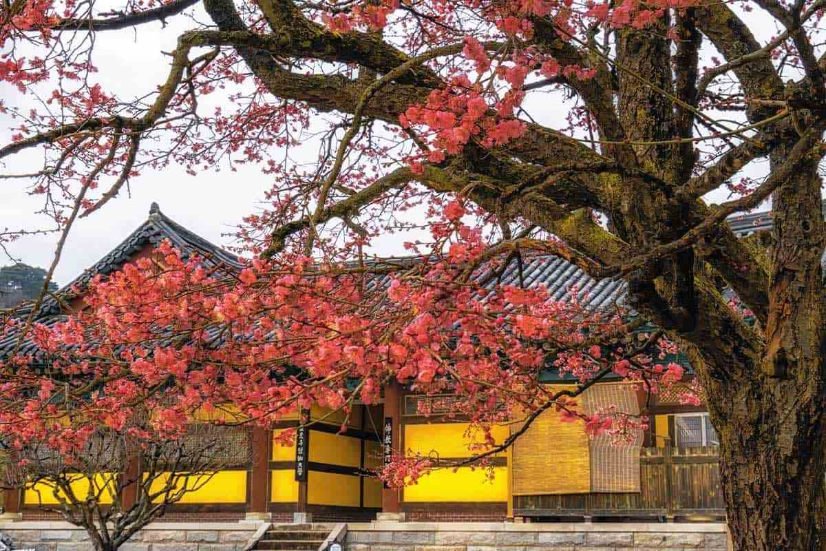 Yangsan-Red-Plum-Temple-1.jpg