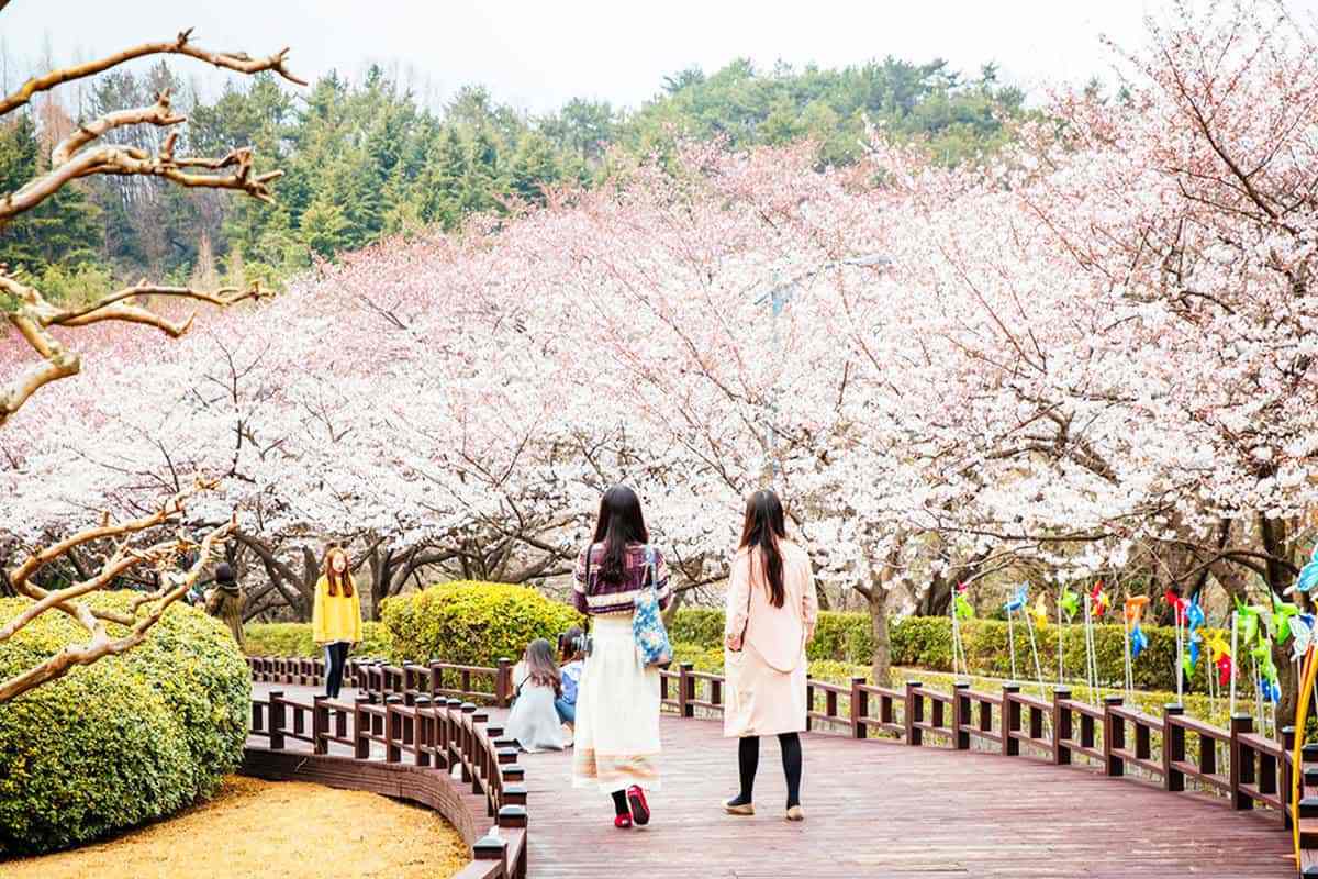Gwangyang-Cherry-Blossom-Festival3.jpg