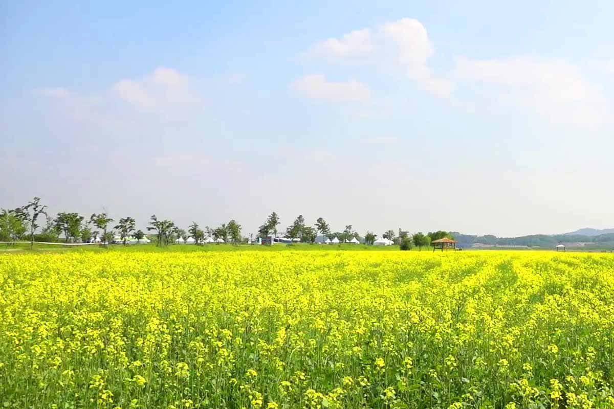 Gyeonggi-do-canola-flower-drive-1.jpg