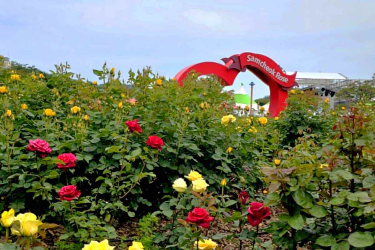 Samcheok-Rose-Festival-6.jpg