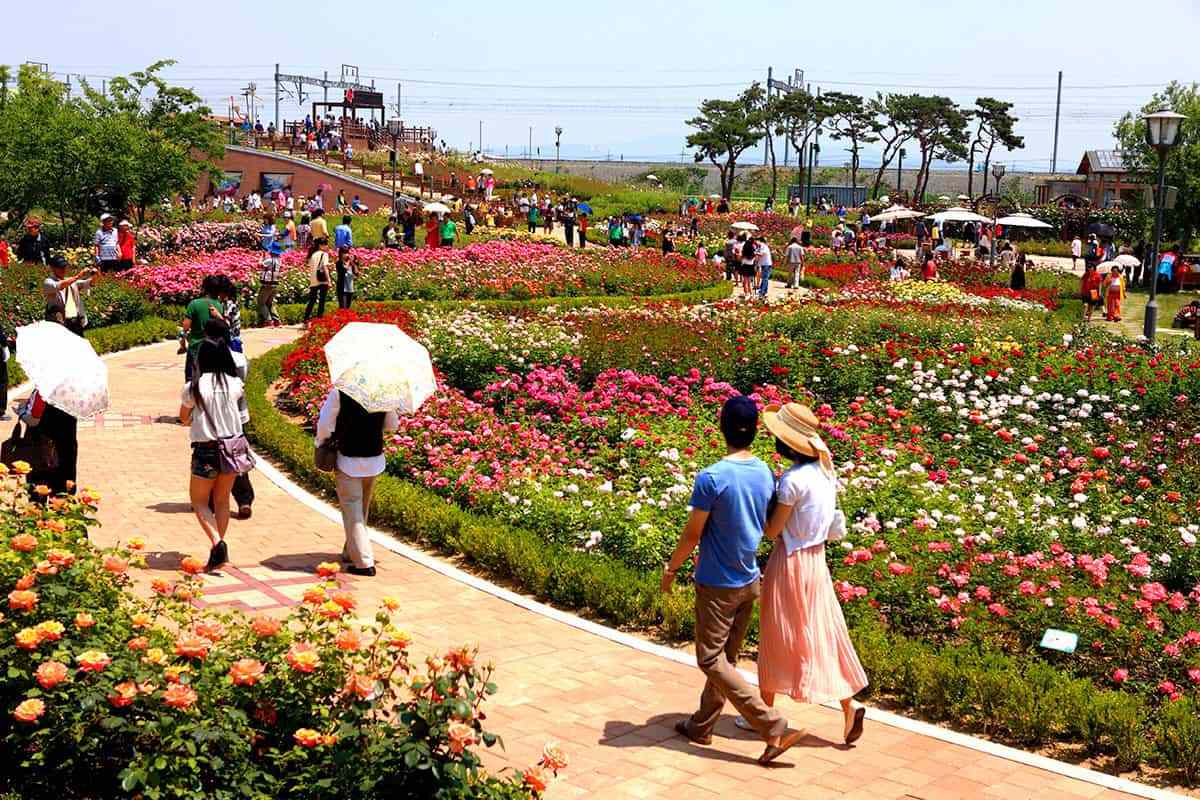 Gokseong-Rose-Festival-1.jpg
