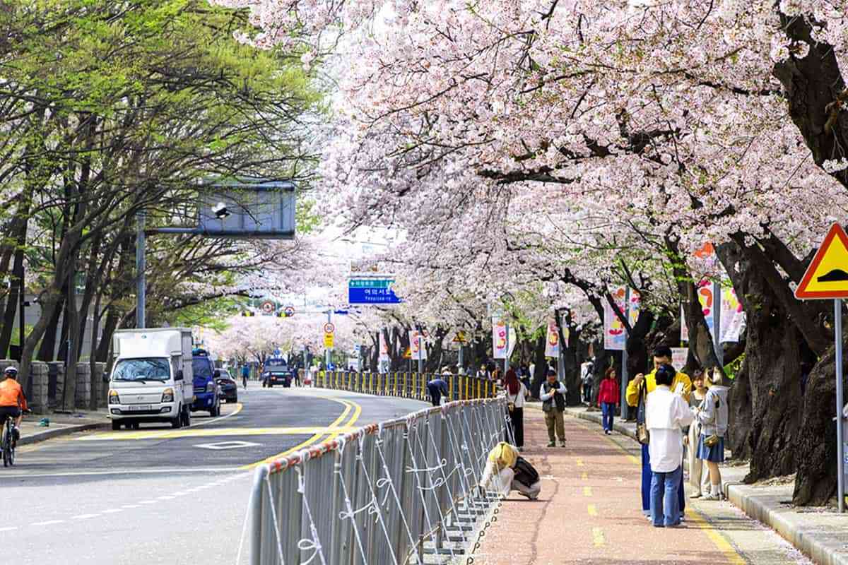 Yeouido-Cherry-Blossom-Festival4.jpg