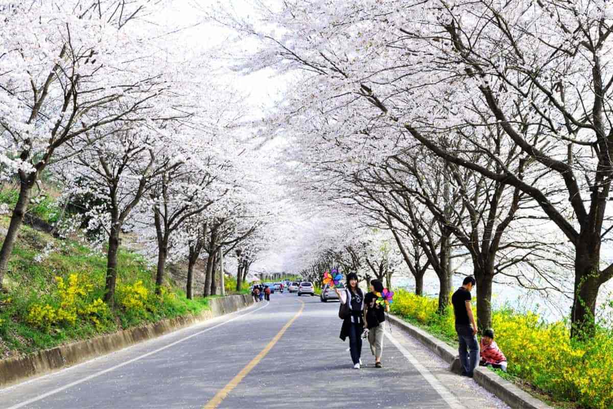 Gurye-Cherry-Blossom-Road2.jpg