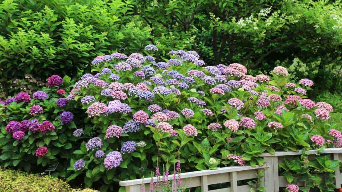 Taean-Cheonliposu-Arboretum-Hydrangea-3.jpg
