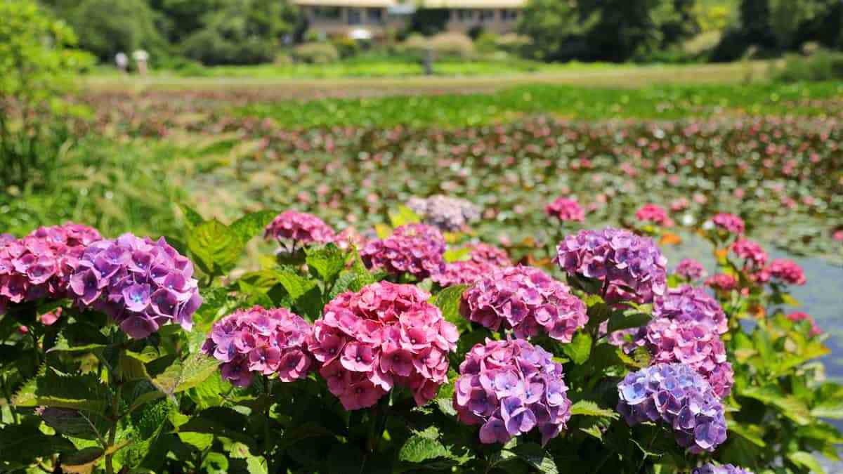 Taean-Cheonliposu-Arboretum-Hydrangea-5.jpg