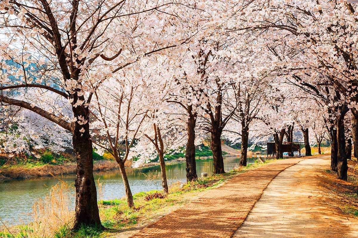 Cherry-Blossom-Trip-in-Gyeonggi-Province-3.jpg