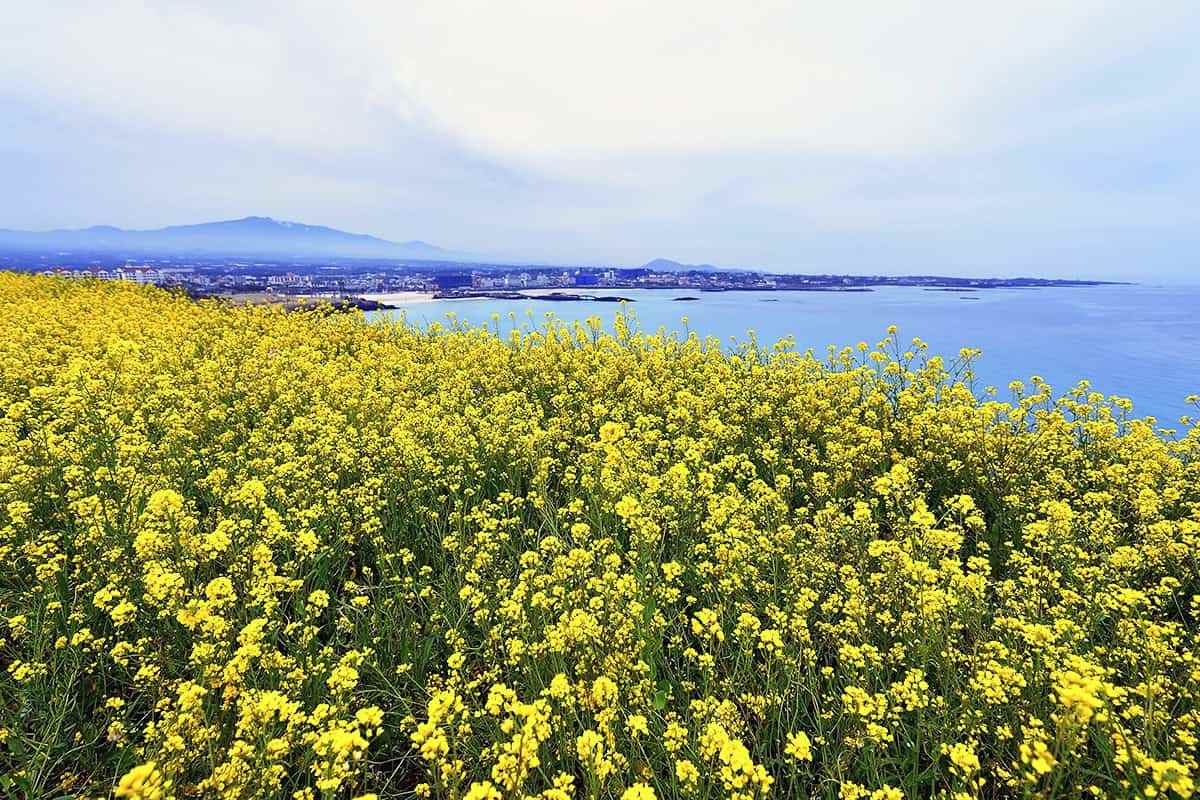 Jejus-No.-1-Spring-Travel-Destination5.jpg