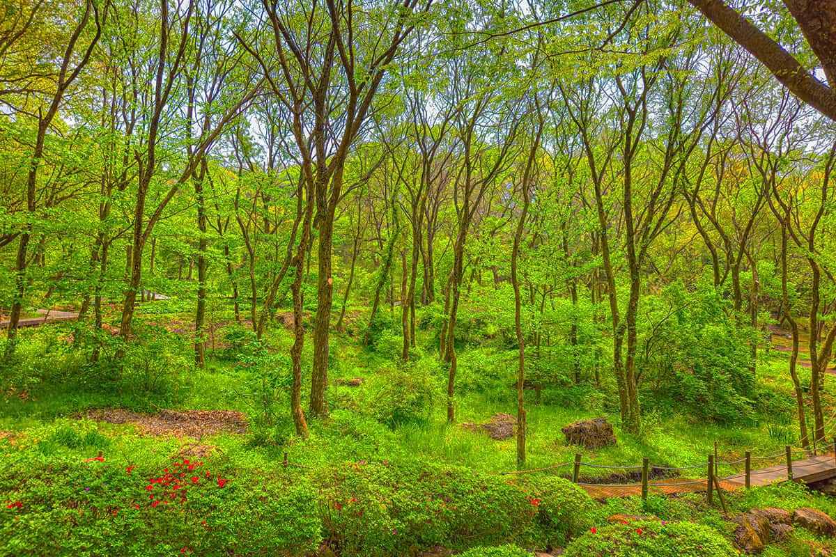 Yongin-Natural-Recreation-Forest-3.jpg