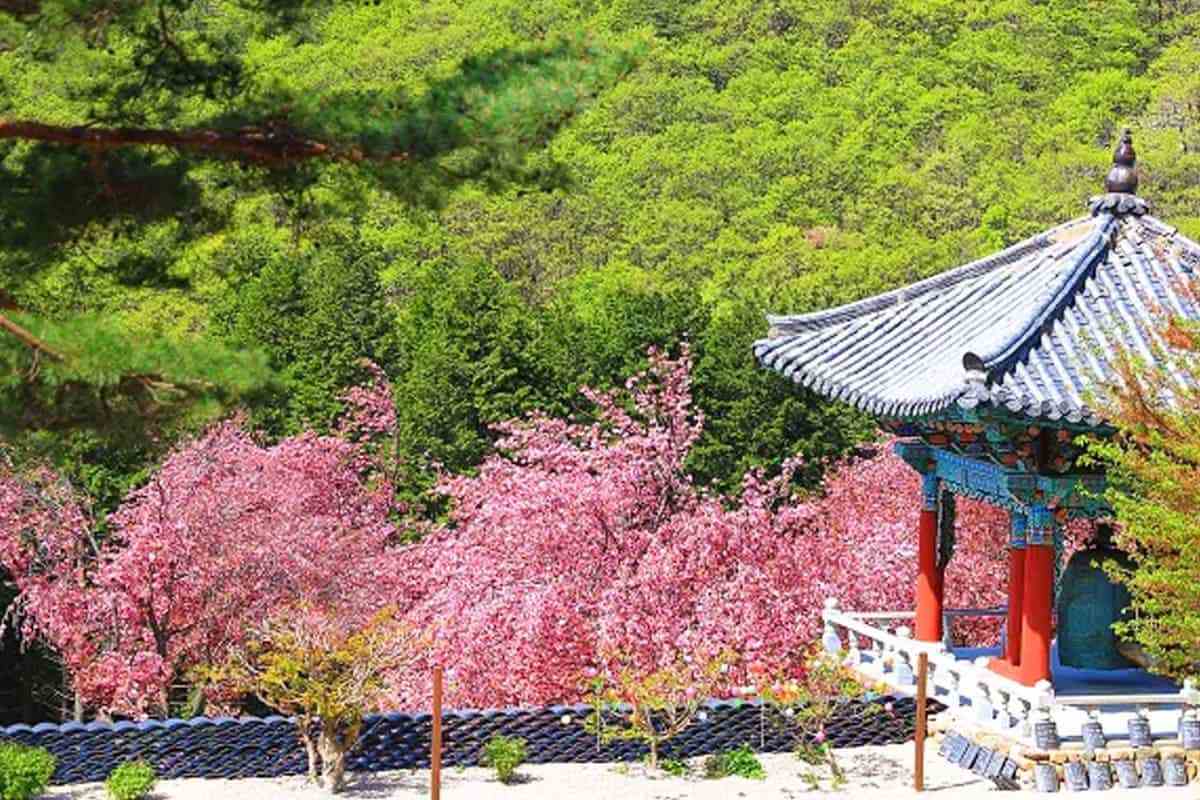 Cheongryongsa-double-cherry-blossoms-3.jpg