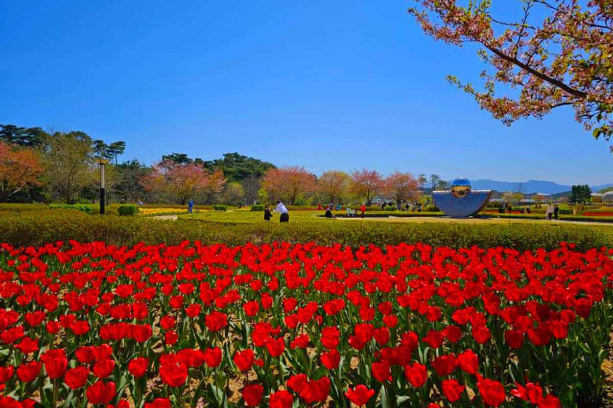 Gyeongpo-Flower-Garden-1.jpg