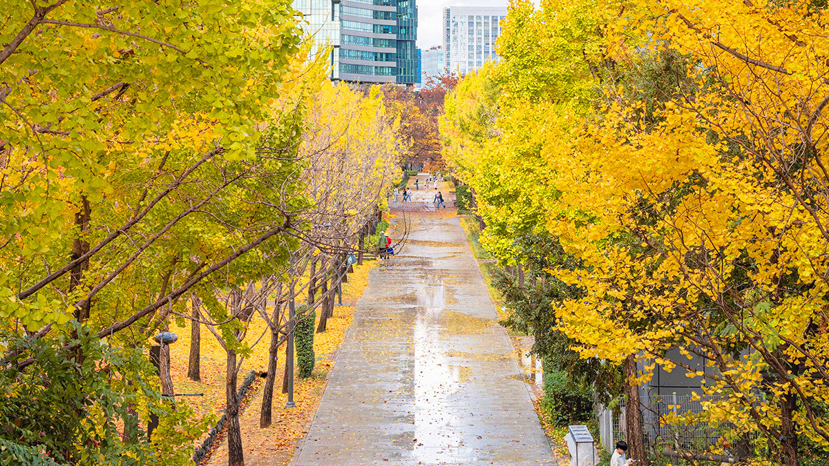 Ttukseom Seoul Forest Autumn Foliage5.jpg
