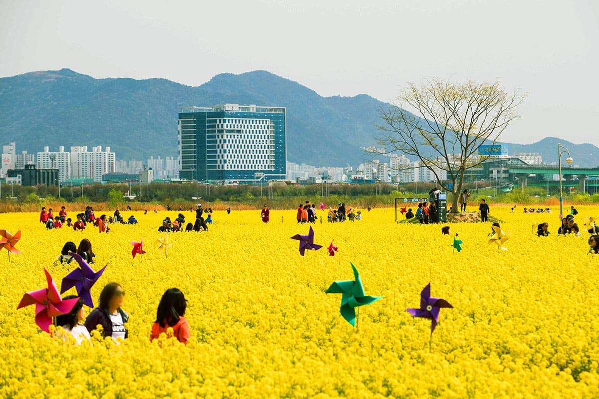 Busan-Spring-Flower-Land-1.jpg