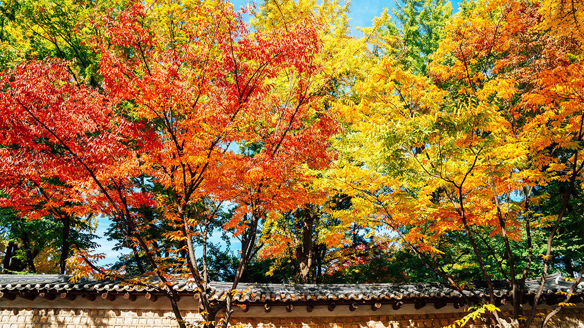 Autumn foliage on Deoksugung Stone Wall Road4.jpg