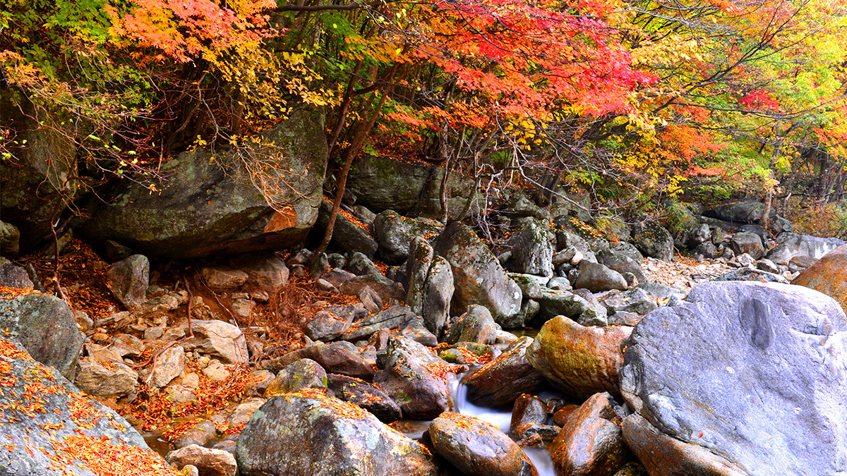 Gurye Piagol Autumn Foliage5.jpg