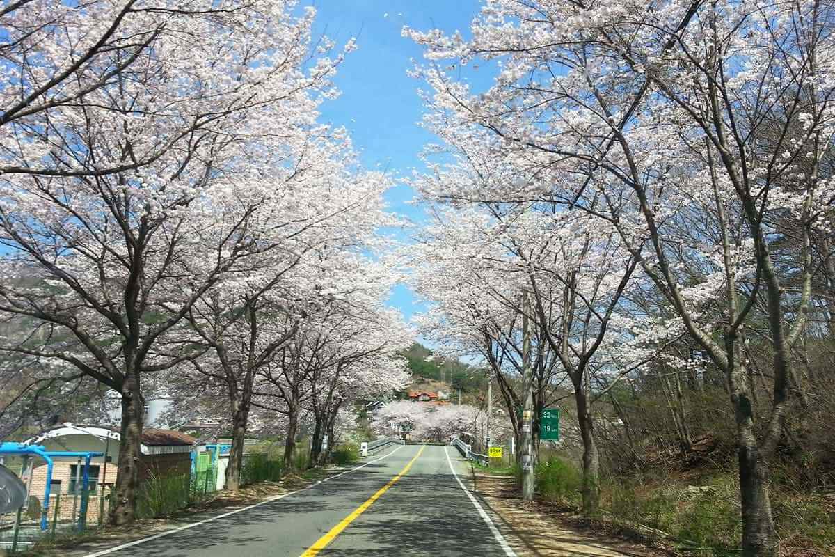 Yangsan-Cherry-Blossom-Festival4.jpg