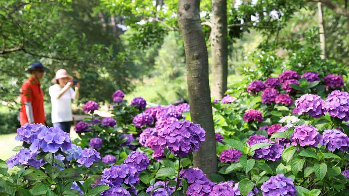 Taean-Cheonliposu-Arboretum-Hydrangea-6.jpg