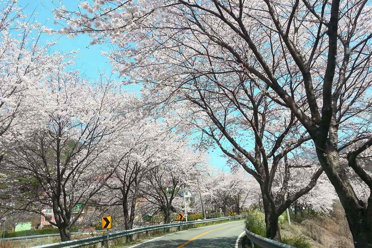 Yangsan-Cherry-Blossom-Festival3.jpg