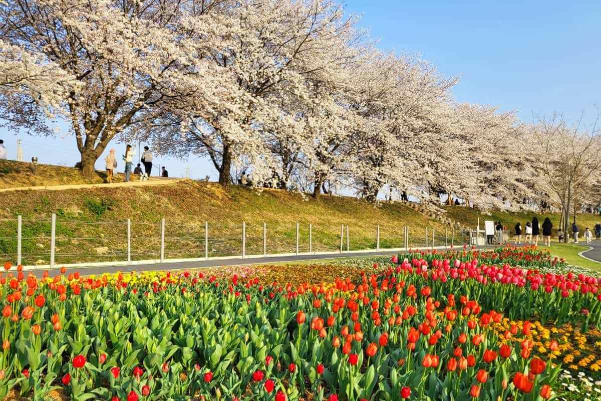 Suncheon-Spring-Travel-Destination5.jpg