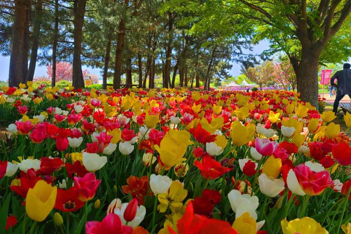 Taean-Tulip-Festival-5.jpg