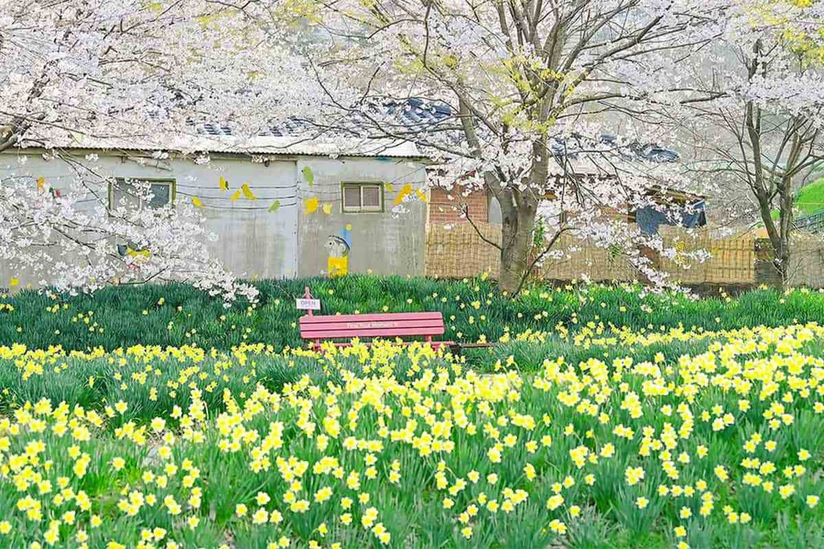 Hongseong-Daffodil-Festival3.jpg