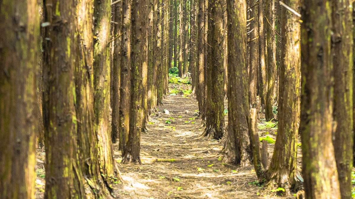 jeju meochewas-supgil4.jpg