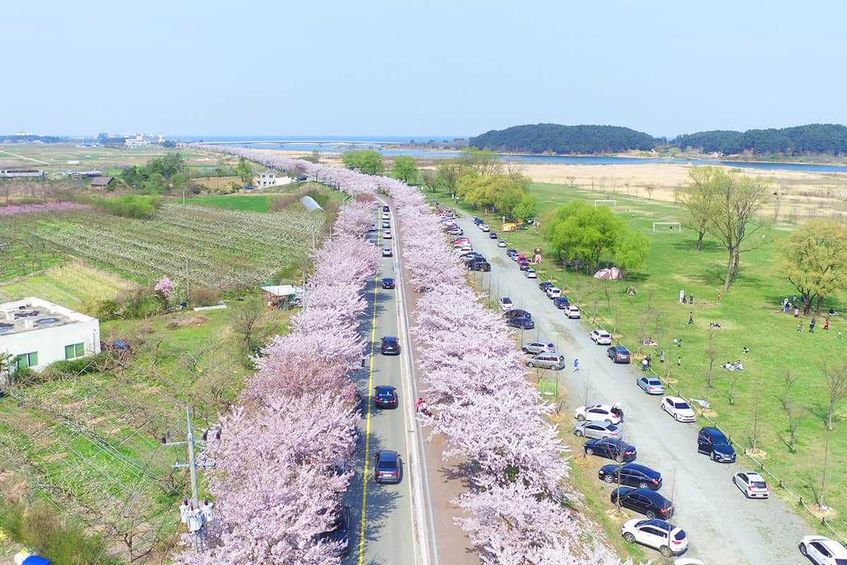 Gangwon-spring-travel-destinations6.jpg