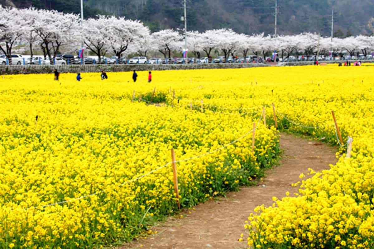 Gangwon-spring-travel-destinations3.jpg
