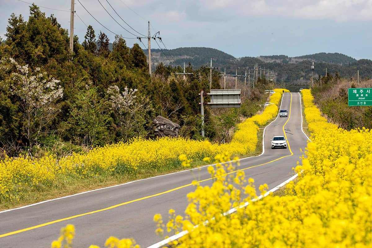 Jejus-No.-1-Spring-Travel-Destination6.jpg