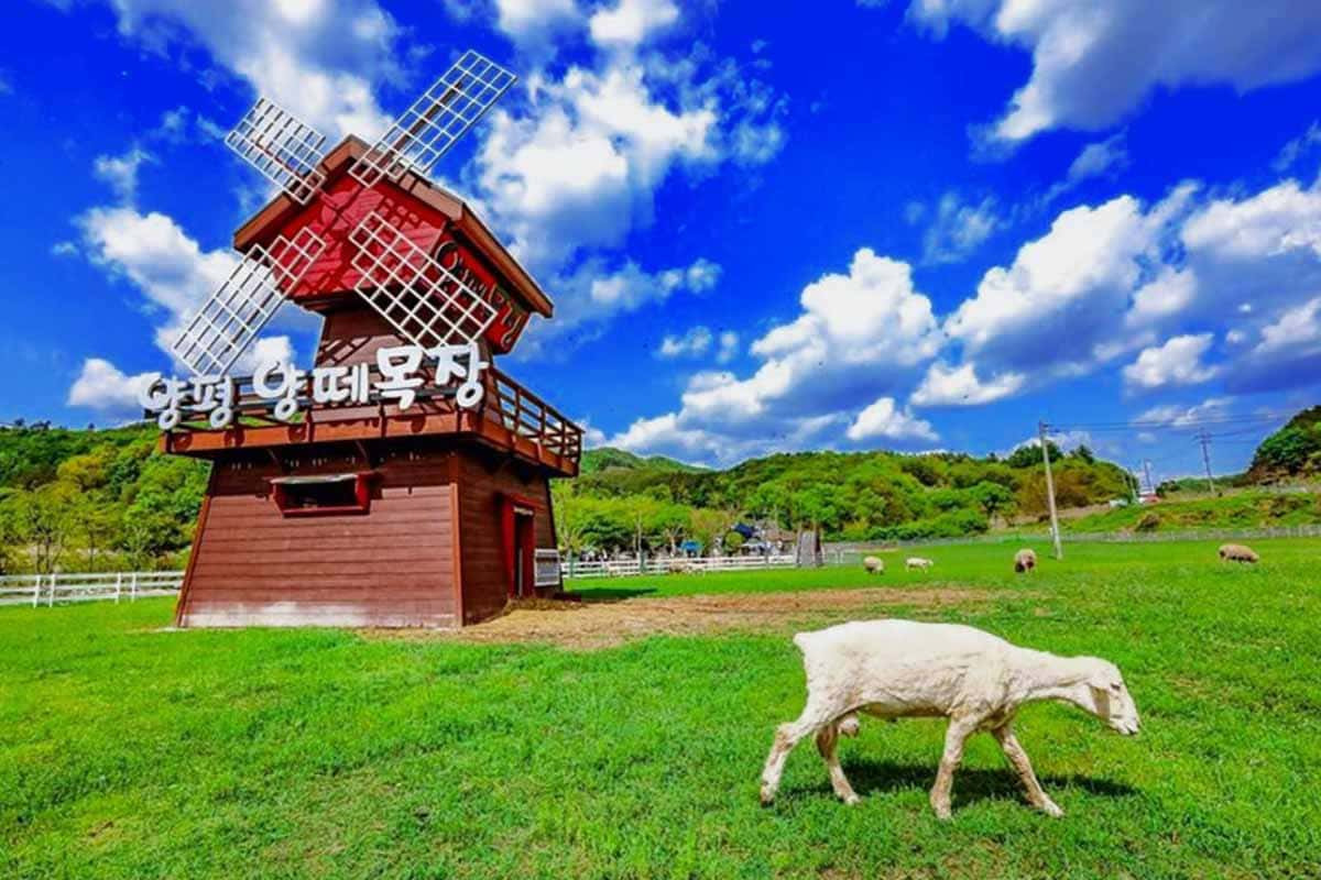 trip-to-ranch-in-Gyeonggi-do-2.jpg