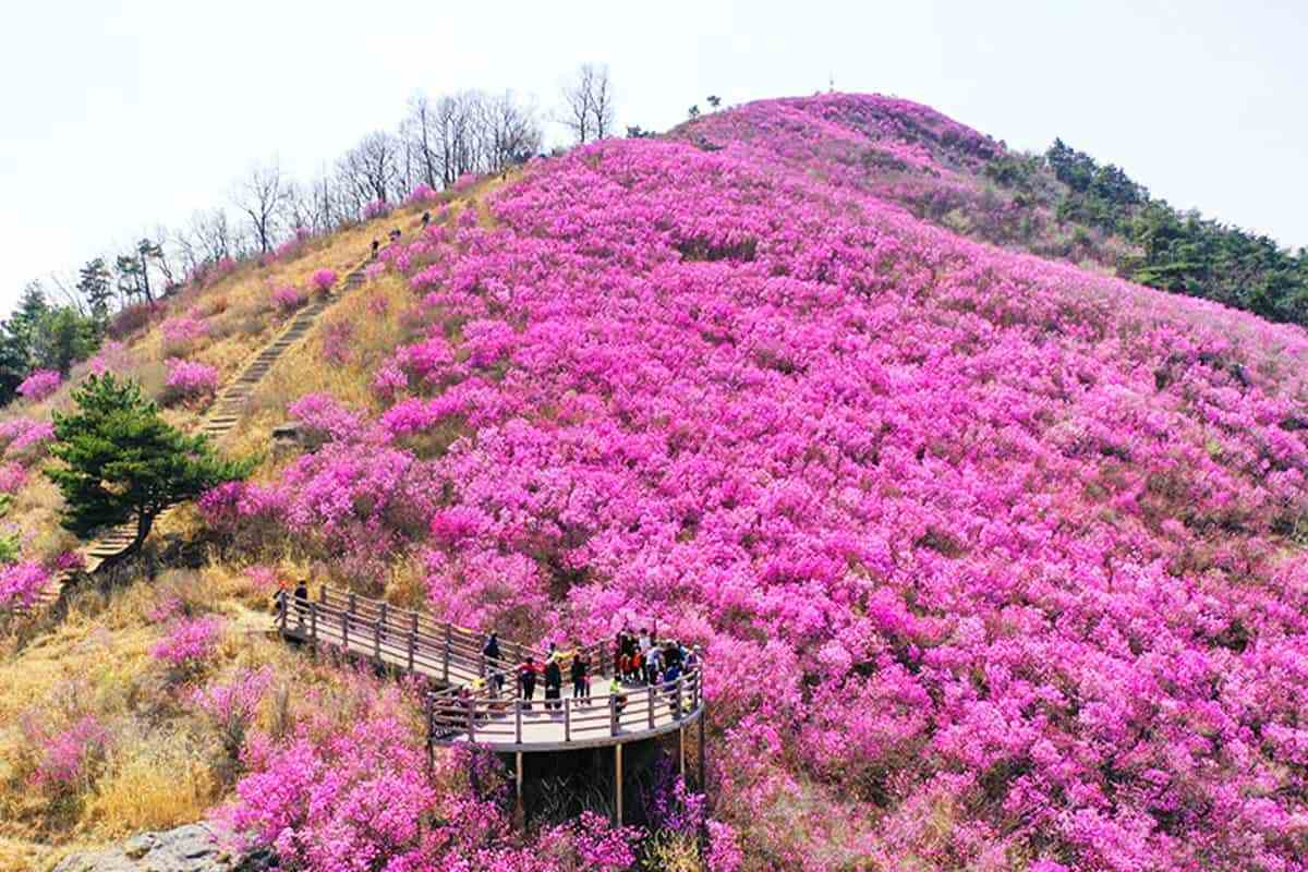 Miryang-free-flower-viewing-spot2.jpg