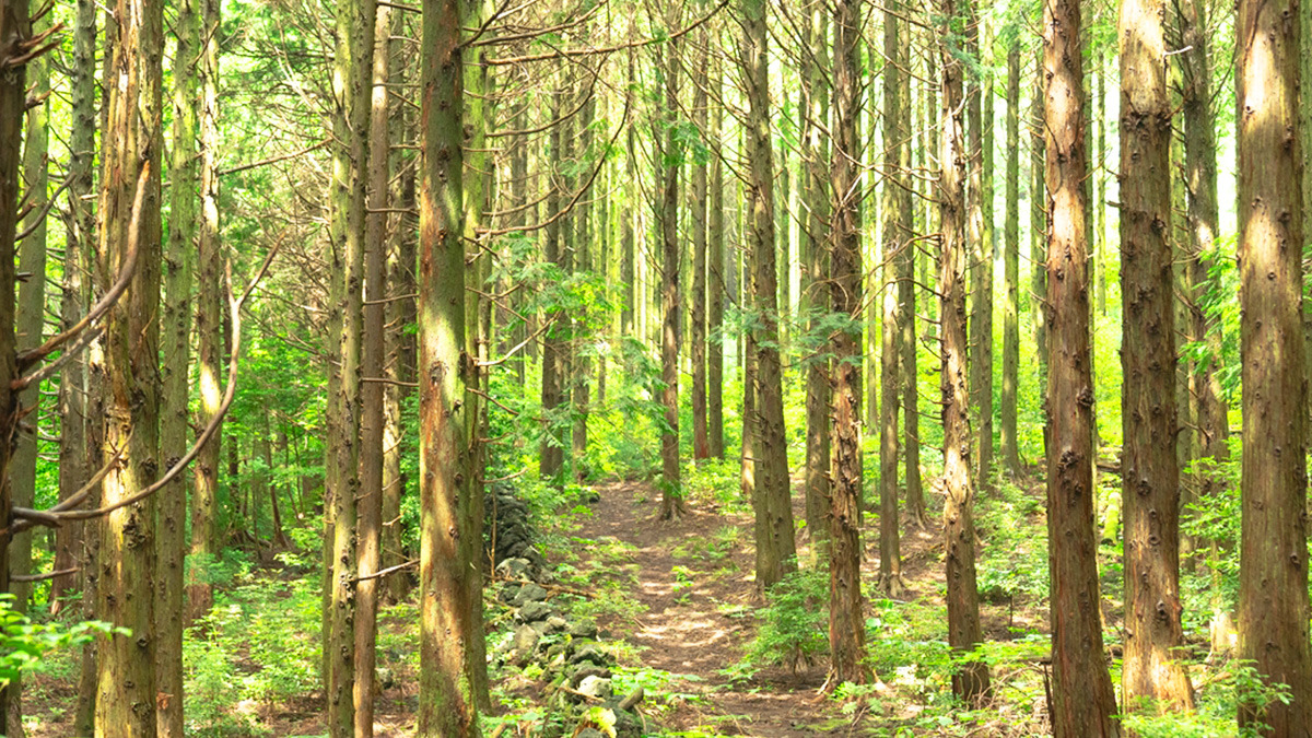 jeju meochewas-supgil1.jpg