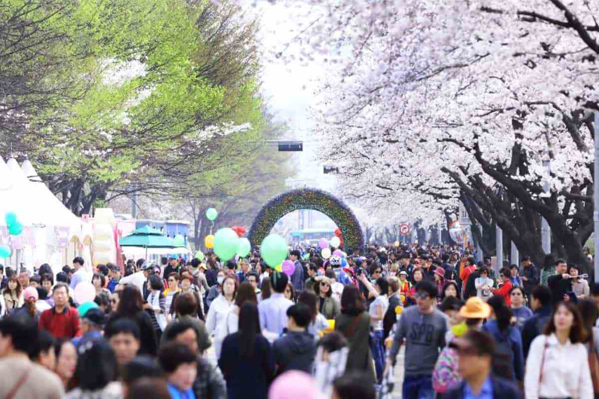 Yeouido-Cherry-Blossom-Festival2.jpg