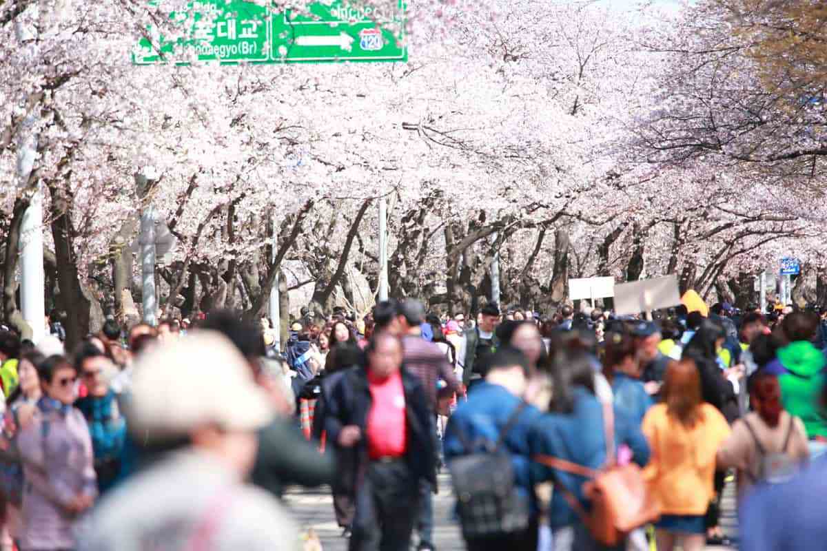 Yeouido-Cherry-Blossom-Festival1.jpg