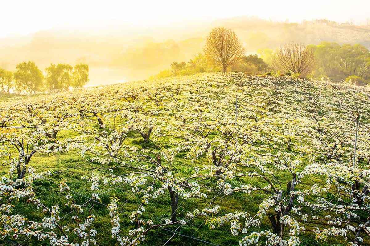 Cheonan-Wangjibong-Pear-Blossom-Road4.jpg