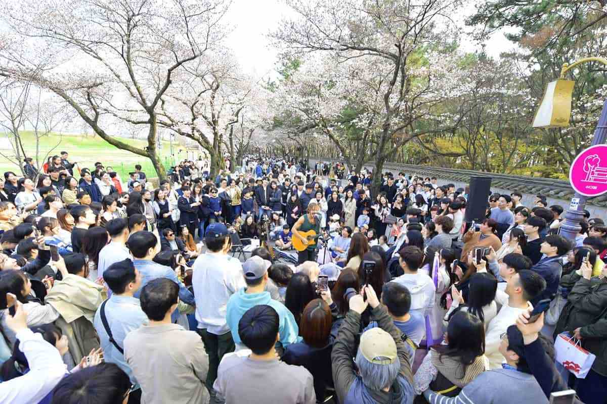 Gyeongju-Cherry-Blossom-Festival1.jpg