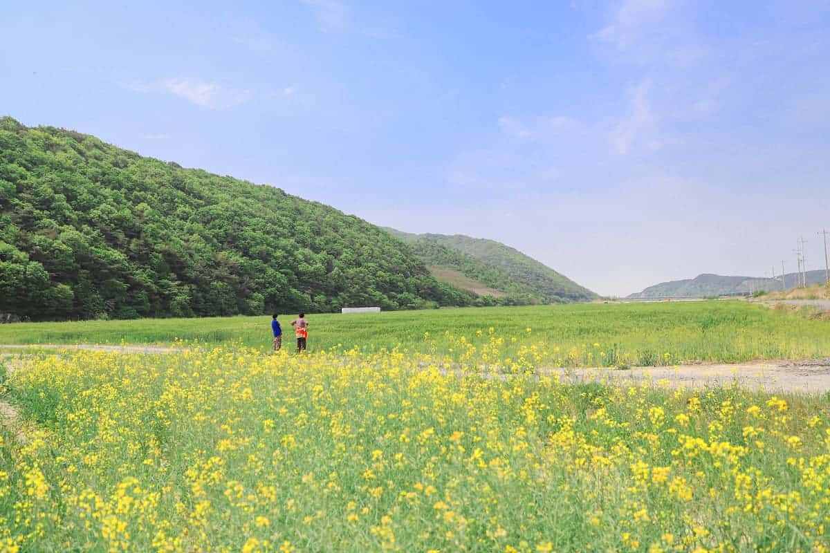 Boryeong-Rape-Blossom-Spot3.jpg