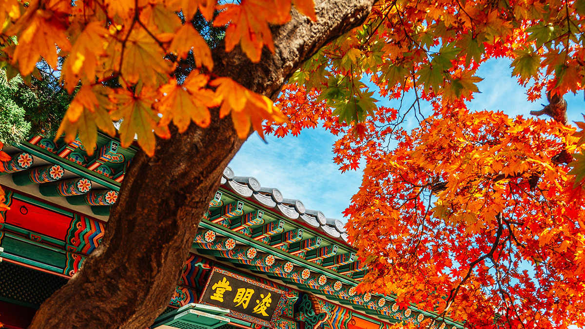 Autumn foliage on Deoksugung Stone Wall Road3.jpg