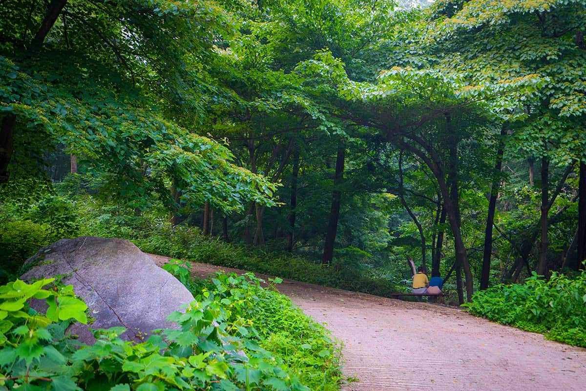 Jangseong-Healing-Forest-5.jpg