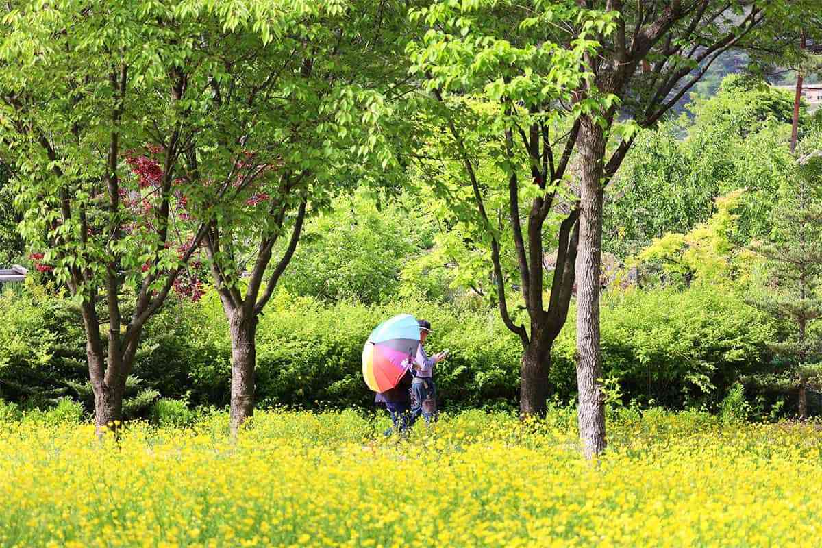 National-Baekdudaegan-Arboretum-Free-Opening2.jpg