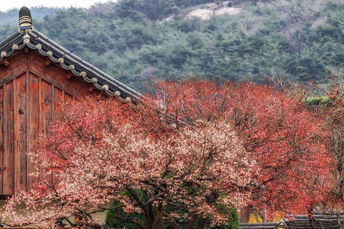 Yangsan-Red-Plum-Temple-5.jpg
