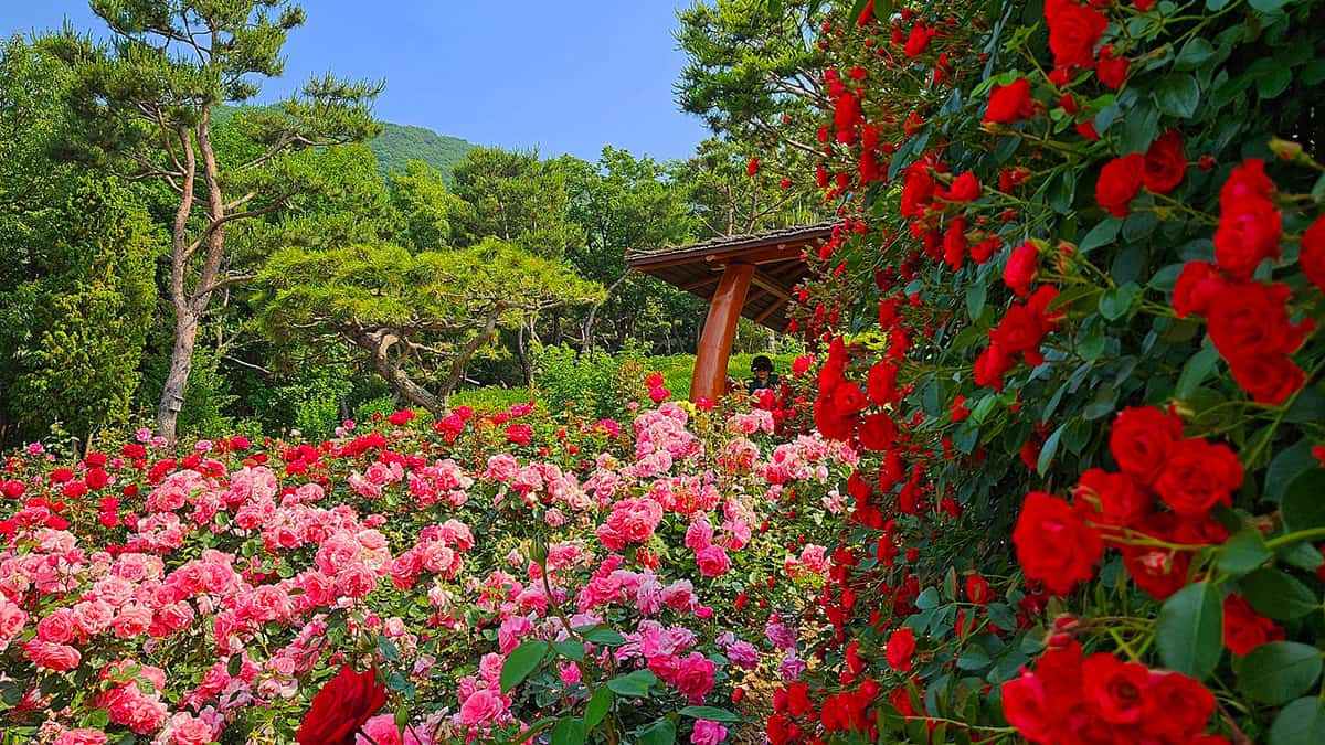 Gyeyangsan-Rose-Garden-6.jpg