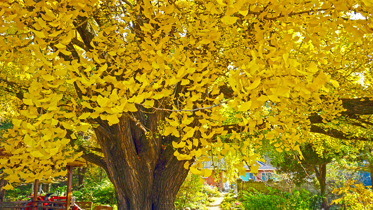 Ginkgo tree in Hagok-ri1.jpg