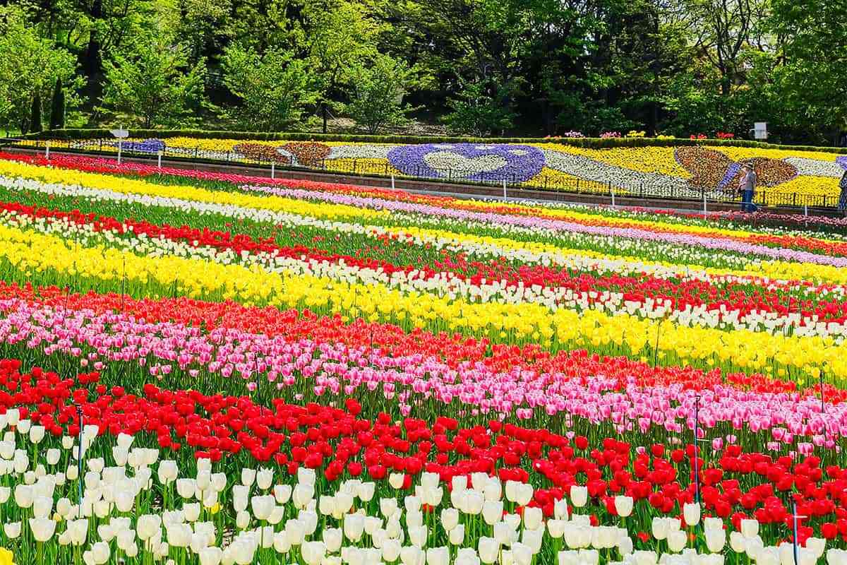 Daegu-E-World-Tulip1.jpg