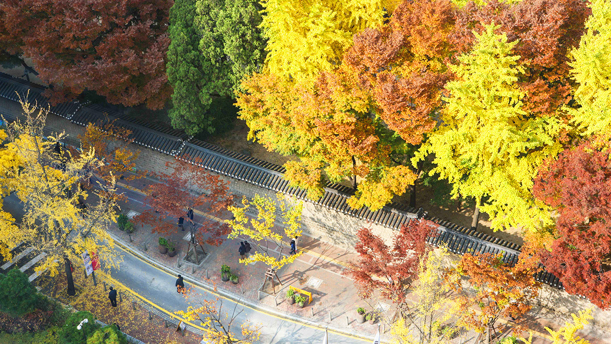 Autumn foliage on Deoksugung Stone Wall Road1.jpg