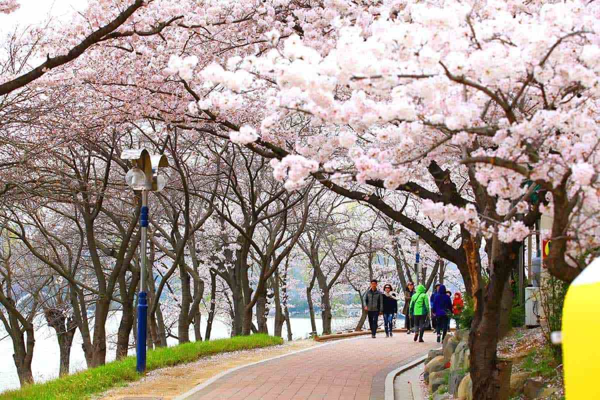 Gyeongju-Romantic-Spring-2.jpg